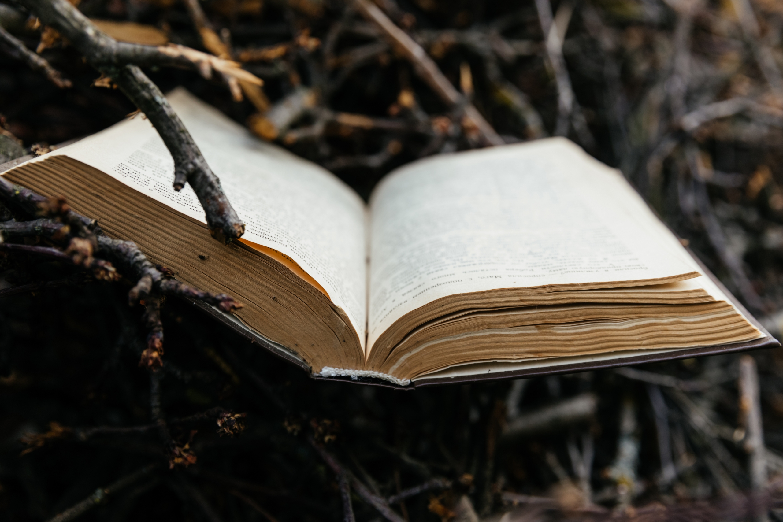 old-book-in-forest-scaled-2